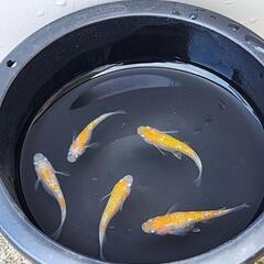 【お取引中】王華メダカオス3メス2の画像