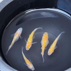 【お取引中】王華メダカオス3メス2の画像