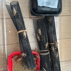 【お取引中です】生き餌　イエコオロギ成虫