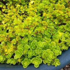 多肉植物　　丸葉万年草の画像