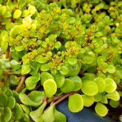 多肉植物　　丸葉万年草の画像