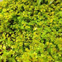 多肉植物　　丸葉万年草の画像