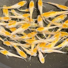 現物　三色ラメサファイア　50匹以上　めだか