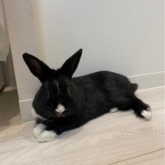 ミニウサギの里親を探しています