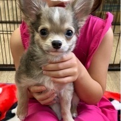 里親募集「バンビくん」3ヶ月の男の子♪