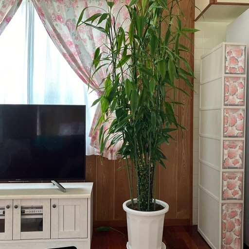 観葉植物　幸福の竹