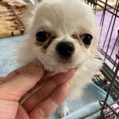 里親募集「モンくん」5ヶ月の男の子♪