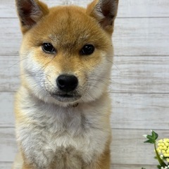 11月24日産まれの柴犬　男の子