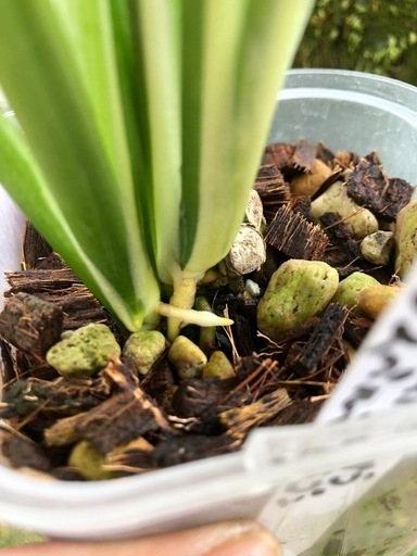 ?.∘Monstera Adansonii Variegata ?.∘