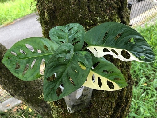 ?.∘Monstera Adansonii Variegata ?.∘