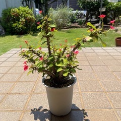 ハナキリン　花麒麟
　鉢付き