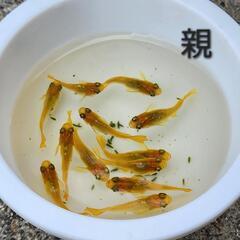 【お取引中】べっこうダルマ半ダルマメダカの画像