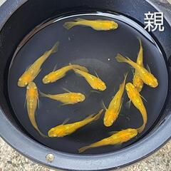 【お取引中】べっこうダルマ半ダルマメダカの画像