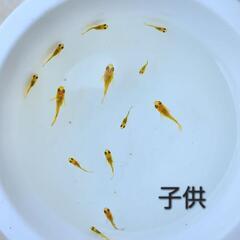 【お取引中】べっこうダルマ半ダルマメダカの画像