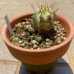 ユーフォルビア メロフォルミス錦 鉢付き　多肉植物 