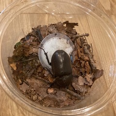 カブトムシ　メス（野外採集品）の画像