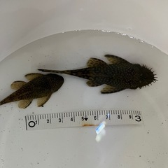 ブッシープレコ2匹