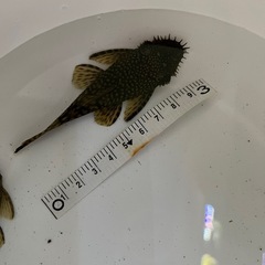 ブッシープレコ2匹の画像
