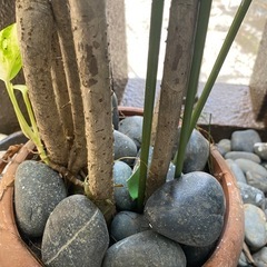 【お取引中】貰ってください　ガーデニング　庭園　丸石　の画像