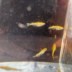ヒミツヘイキ　メダカ