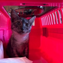 2ヶ月イケメン猫