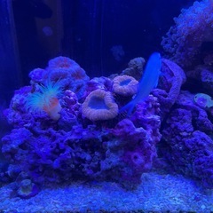 水槽　セット　海水魚　サンゴ　生体付きの画像