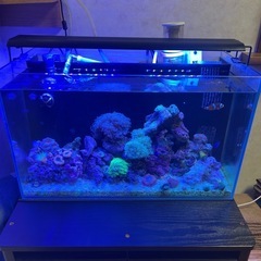 水槽　セット　海水魚　サンゴ　生体付きの画像