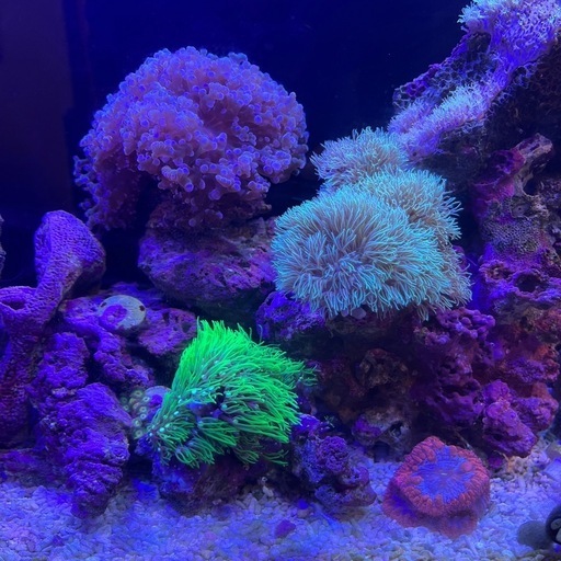 水槽　セット　海水魚　サンゴ　生体付き