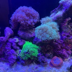 水槽　セット　海水魚　サンゴ　生体付きの画像