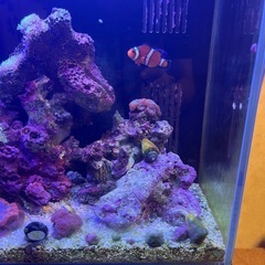 水槽　セット　海水魚　サンゴ　生体付きの画像