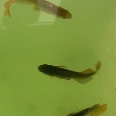 メダカ⭐️めだか　サキュバス　5匹の画像