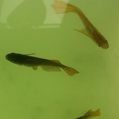 メダカ⭐️めだか　サキュバス　5匹の画像