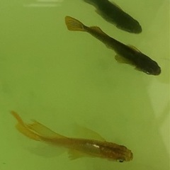 メダカ⭐️めだか　サキュバス　5匹