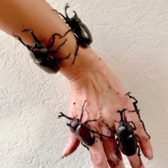 【当日渡し可能・350匹以上います】カブトムシ オス・メス  成...