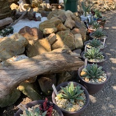 アガベ　植物の画像