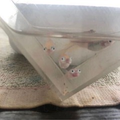 ☆笑和堂めだか血統☆ポニョメダカ☆出目目前透明鱗メダカ☆有精卵30　