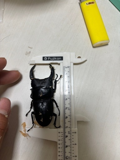 能勢さんオオクワガタ