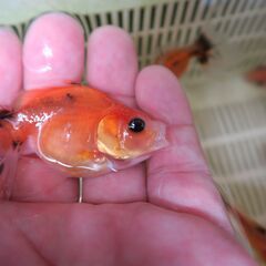 お盆セール!!!  東錦1匹100円～の画像