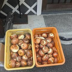たまねぎ(他雑貨子供服）