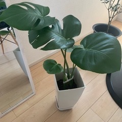 モンステラ②