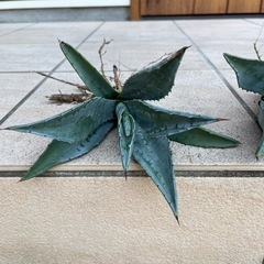 アガベ　　アメリカーナ※5枚目がおそらく親株ですの画像