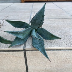 アガベ　　アメリカーナ※5枚目がおそらく親株ですの画像