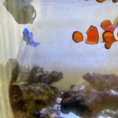 海水魚　3匹セット