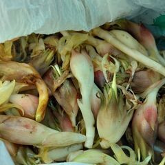 【無料】第56弾 穫れたて新鮮野菜 ミョウガ