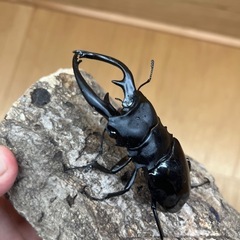 【幼虫】インターメディアツヤクワガタ1頭