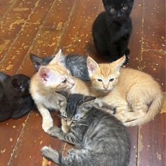 家の庭に母猫が仔猫を産みに来てくれました。