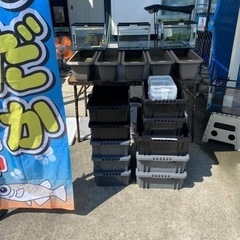 日曜日だけやっているメダカ販売の画像
