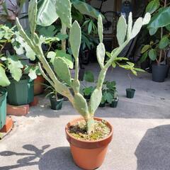 ウチワサボテン