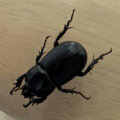 非常に珍しいです【自然採集】コカブトムシ