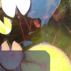 サタンの稚魚の画像